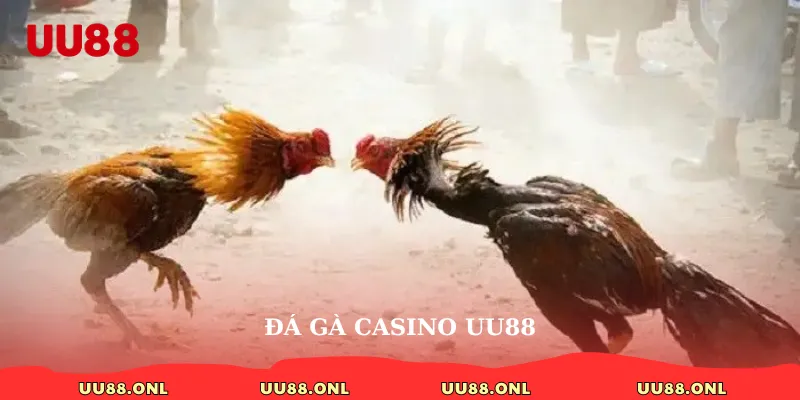 đá gà casino