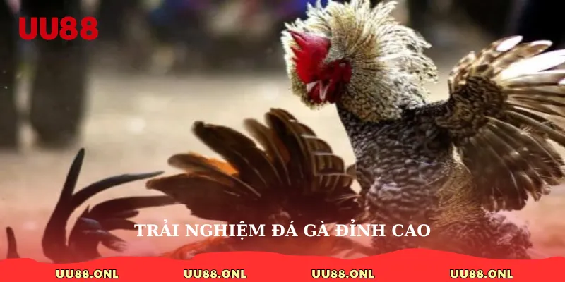 Trải nghiệm đá gà đỉnh cao